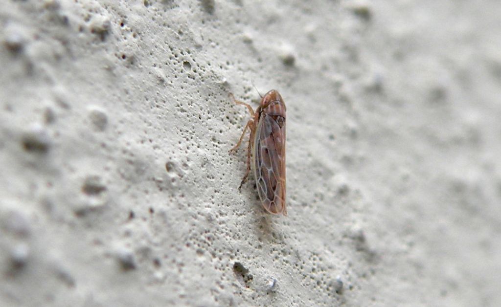 Arocephalus longiceps?